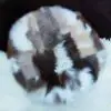 415295549_3232079383752552_2121885445332538133_n | Milvena | Милвена - Български кожени изделия от агнешка кожа